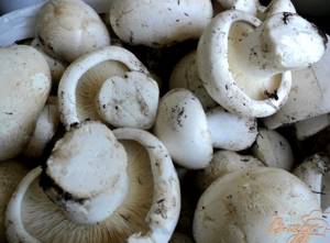 Белый горный крымский гриб рецепт приготовления